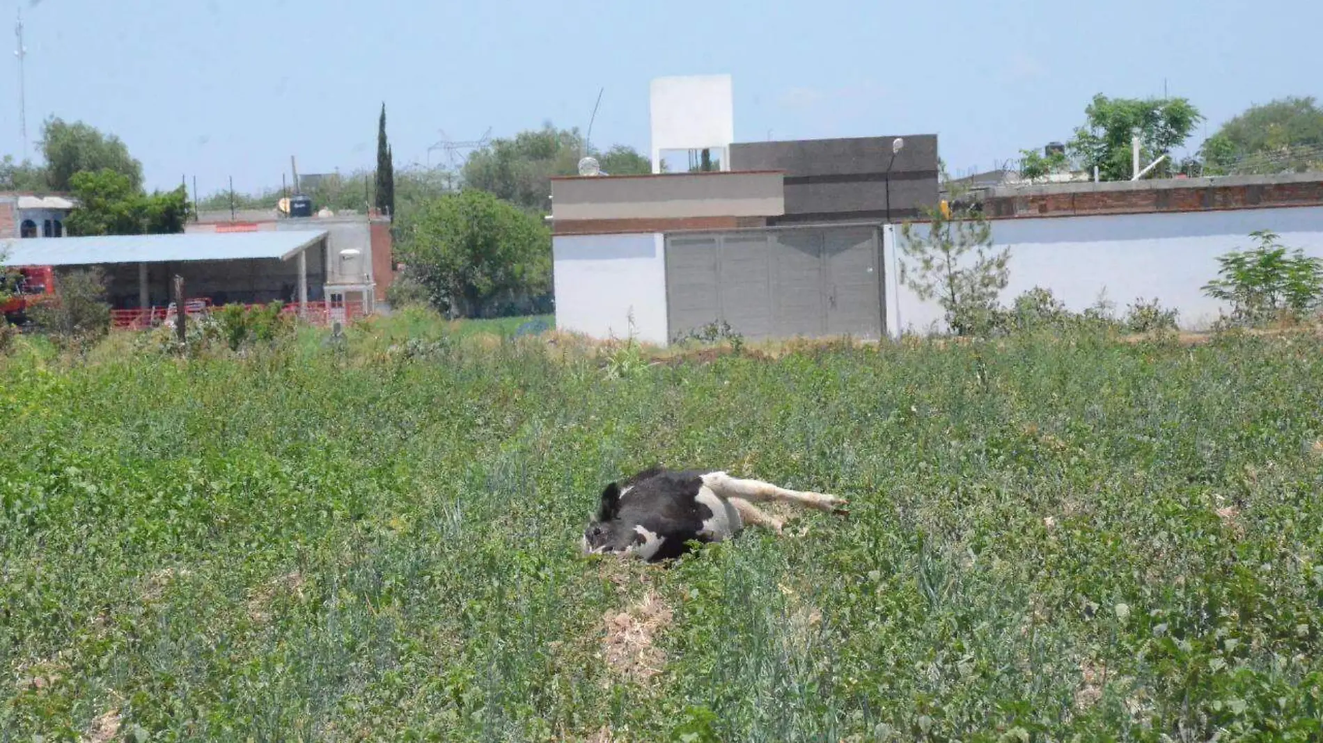 Una vaca muerta fue depositada en un cultivo de Santa Matilde.  Foto Luis Luévanos  El Sol de San Juan del Río.